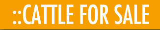 cattleforsale